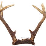 image of white tail deer antlers